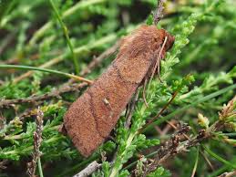 Attēlu rezultāti vaicājumam “Mythimna turca”