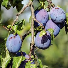 Attēlu rezultāti vaicājumam “Prunus domestica subsp. insitita fruit”