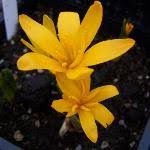 Attēlu rezultāti vaicājumam “Colchicum luteum flower”