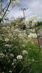 Attēlu rezultāti vaicājumam “Anthriscus sylvestris flower”