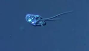 Attēlu rezultāti vaicājumam “Lycogala persicum”