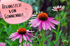 Image result for Sonnenhut