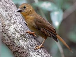 Attēlu rezultāti vaicājumam “Trachyspora intrusa”