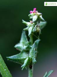 Attēlu rezultāti vaicājumam “Atriplex littoralis leaf”
