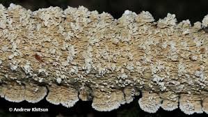 Attēlu rezultāti vaicājumam “Irpex lacteus”