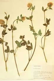 Attēlu rezultāti vaicājumam “Leguminosae”