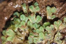 Attēlu rezultāti vaicājumam “Orthotrichum cupulatum var. riparium”