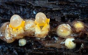 Attēlu rezultāti vaicājumam “Sphaerobolus stellatus”