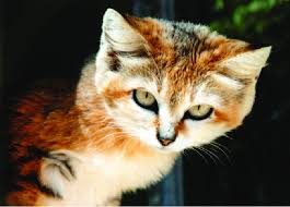 Attēlu rezultāti vaicājumam “Felis silvestris catus adult”