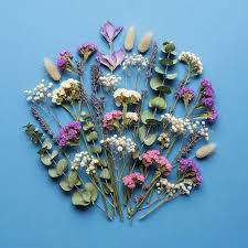 Attēlu rezultāti vaicājumam “Gypsophila paniculata bud”