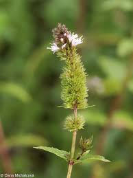 Image result for Menta x piperita