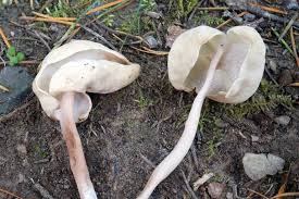 Attēlu rezultāti vaicājumam “Helvella elastica”