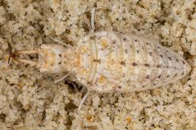 Attēlu rezultāti vaicājumam “Myrmeleontidae”