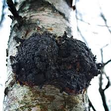 Attēlu rezultāti vaicājumam “Inonotus obliquus”