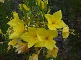 Attēlu rezultāti vaicājumam “Oenothera rubricauli flower”