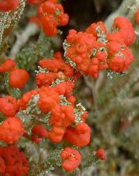 Attēlu rezultāti vaicājumam “Cladonia floerkeana”