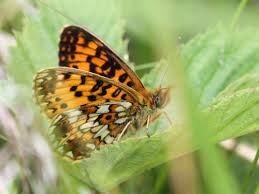 Attēlu rezultāti vaicājumam “Clossiana selene upperside”