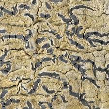 Attēlu rezultāti vaicājumam “Phaeographis dendritica”