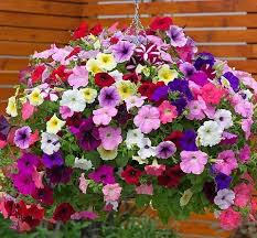 Image result for Petunia hybrida