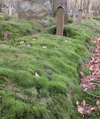 Attēlu rezultāti vaicājumam “Dicranum majus”