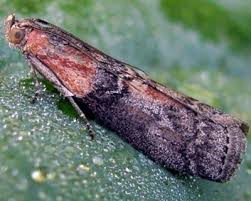 Attēlu rezultāti vaicājumam “Sciota adelphella”