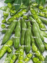 Attēlu rezultāti vaicājumam “Vicia faba”