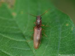 Attēlu rezultāti vaicājumam “Athous sp.”