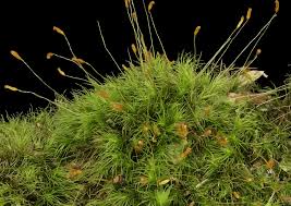 Attēlu rezultāti vaicājumam “Dicranella heteromalla”