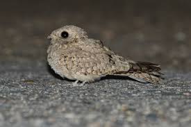 Image result for Caprimulgus aegyptius