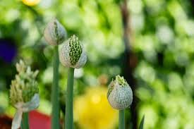 Attēlu rezultāti vaicājumam “Allium schoenoprasum bud”