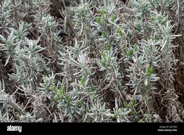 Attēlu rezultāti vaicājumam “Lavandula angustifolia leaf”