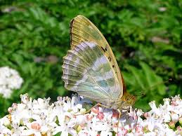Attēlu rezultāti vaicājumam “Argynnis paphia larva”