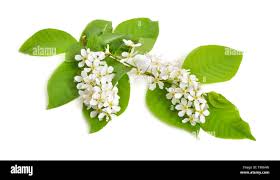 Attēlu rezultāti vaicājumam “Prunus padus var. roseiflora flower”