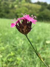 Image result for Dianthus carthusianorum