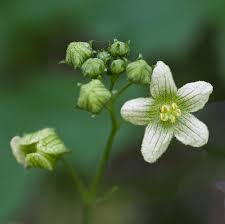 Attēlu rezultāti vaicājumam “Bryonia alba bud”