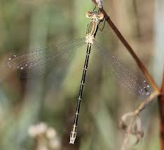 Attēlu rezultāti vaicājumam “Lestes virens female”