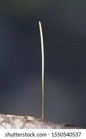 Attēlu rezultāti vaicājumam “Macrotyphula juncea”