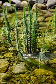 Attēlu rezultāti vaicājumam “Hippuris vulgaris”