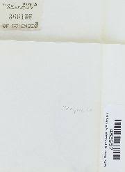 Attēlu rezultāti vaicājumam “Orthotrichum, Nyholmiella”