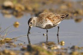 Attēlu rezultāti vaicājumam “Calidris alpina”