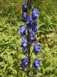 Attēlu rezultāti vaicājumam “Aconitum napellus bud”