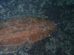 Image result for Glyptocephalus cynoglossus