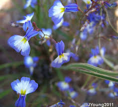 Attēlu rezultāti vaicājumam “Lobeliaceae”