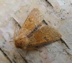 Attēlu rezultāti vaicājumam “Orthosia miniosa”