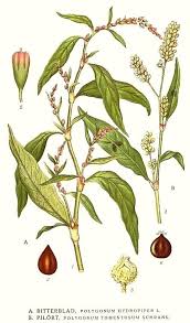 Attēlu rezultāti vaicājumam “Persicaria hydropiper”