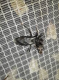 Attēlu rezultāti vaicājumam “Reduvius personatus”