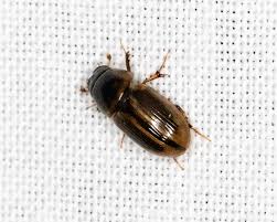 Attēlu rezultāti vaicājumam “Aphodius sp.”