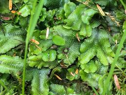 Attēlu rezultāti vaicājumam “Conocephalum conicum”