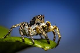 Attēlu rezultāti vaicājumam “Aelurillus v-insignitus”