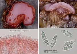 Attēlu rezultāti vaicājumam “Ascocoryne sarcoides”
